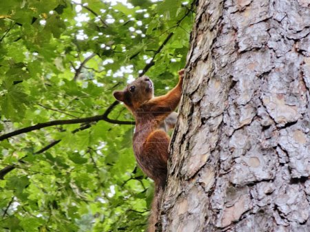 Un petit écureuil brun grimpant à un arbre