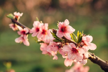 Téléchargez les photos : Beautiful spring nature with peach blooming with closeup pink flowers at sunset - en image libre de droit