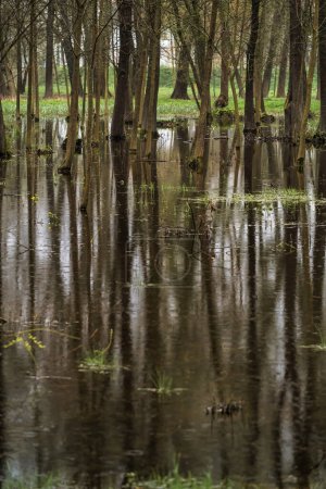 Téléchargez les photos : Forêt printanière après pluie. Arbres inondés d'eau - en image libre de droit