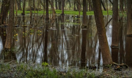 Téléchargez les photos : Forêt printanière après pluie. Arbres inondés d'eau - en image libre de droit