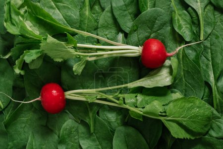 Téléchargez les photos : Salade verte fraîche et colorée Ingrédients - Vue du dessus des feuilles d'épinards et du radis - en image libre de droit