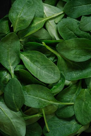 Téléchargez les photos : Vue du dessus du vert frais et coloré des feuilles d'épinards - en image libre de droit