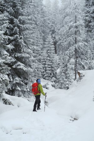 Téléchargez les photos : Voyageur homme randonnée pédestre avec Nordic Walking Poles sur neige hiver montagnes - en image libre de droit