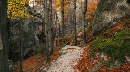 Téléchargez les photos : Un sentier sinueux à travers une forêt d'automne et une pierre de montagne caduques, recouverts de feuilles tombées et entourés de grands arbres, crée un paysage naturel pittoresque - en image libre de droit