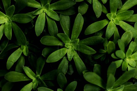 Sedum Dendroideum - Nahaufnahme von grünen Blättern Hintergrund - Draufsicht