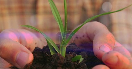 Photo for Close up of man hands holding young plant in soil. Selective focus. - Royalty Free Image