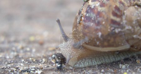 Photo for Snail farm. Snails crawling on a green leaf in the garden in the summer - Royalty Free Image