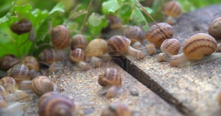 Téléchargez les photos : Une ferme d'escargots. Escargots rampant sur une feuille verte dans le jardin en été - en image libre de droit
