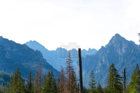 Foto de Montaña vista bosque paisaje Polonia Zakopane - Imagen libre de derechos