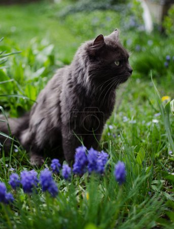 Photo for Funny little cat walking outdoors near home - Royalty Free Image