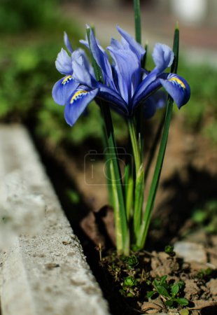 Téléchargez les photos : Les iris sont de magnifiques fleurs pour décorer la cour près du belvédère ou dans le jardin au printemps à l'extérieur - en image libre de droit