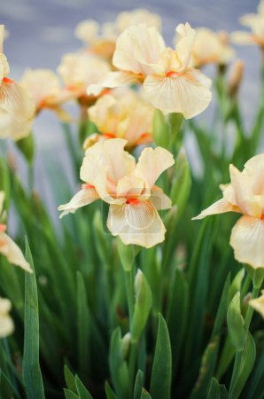 Téléchargez les photos : Les iris sont de magnifiques fleurs pour décorer la cour près du belvédère ou dans le jardin au printemps à l'extérieur - en image libre de droit