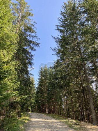 Téléchargez les photos : Chemin à travers la forêt vers les montagnes - en image libre de droit