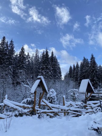 Téléchargez les photos : Belle journée d'hiver dans la forêt - en image libre de droit
