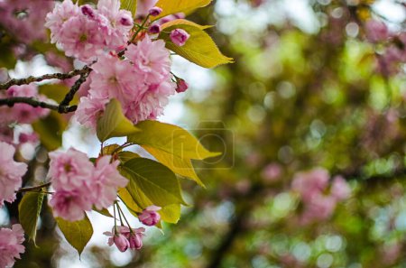 Téléchargez les photos : Sakura est le nom donné aux arbres de la famille des roses, la sous-famille des pruniers (l'espèce est une petite cerise dentelée), dont la plupart remplissent une fonction purement décorative. - en image libre de droit