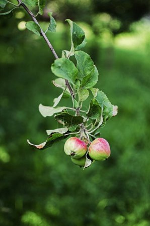 Téléchargez les photos : Belles pommes juteuses pour le jus par une chaude journée d'été pour une alimentation saine - en image libre de droit