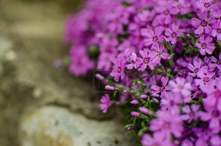 Téléchargez les photos : Petites fleurs de phlox pour la décoration de jardin de printemps par une journée ensoleillée - en image libre de droit
