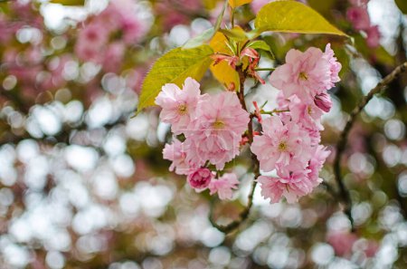 Téléchargez les photos : Sakura est le nom donné aux arbres de la famille des roses, la sous-famille des pruniers (l'espèce est une petite cerise dentelée), dont la plupart remplissent une fonction purement décorative. - en image libre de droit