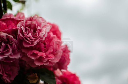 Téléchargez les photos : De belles roses fraîches poussent à l'extérieur en été pour un bouquet - en image libre de droit