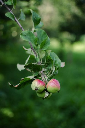Téléchargez les photos : Belles pommes juteuses pour le jus par une chaude journée d'été pour une alimentation saine - en image libre de droit
