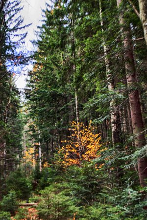 Téléchargez les photos : Paysage des arbres d'automne dans la forêt à l'extérieur - en image libre de droit