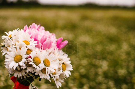 Téléchargez les photos : Belles marguerites fraîches fleurissent à l'extérieur dans le domaine par une journée ensoleillée d'été - en image libre de droit