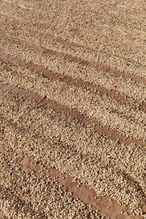 Téléchargez les photos : Gros plan des grains de café séchant au soleil - en image libre de droit