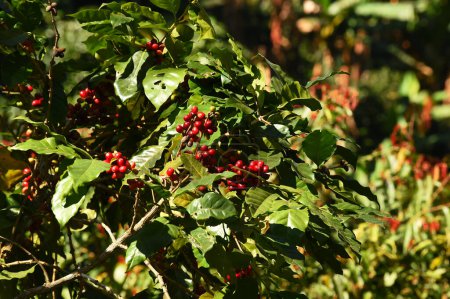 Téléchargez les photos : Grains de café mûrissant sur un arbre - en image libre de droit