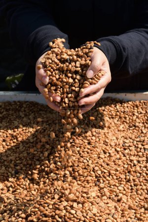 Téléchargez les photos : Grains de café séchés à la main - en image libre de droit