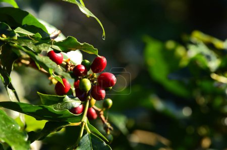 Téléchargez les photos : Grains de café mûrissant sur un arbre - en image libre de droit