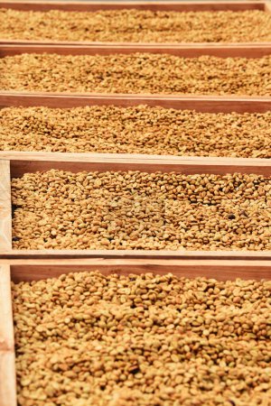 Téléchargez les photos : Gros plan des grains de café séchant au soleil - en image libre de droit