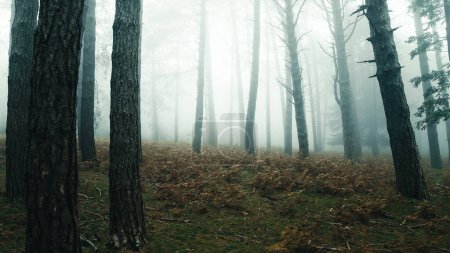 Forêt pleine de brouillard en automne avec de grands arbres