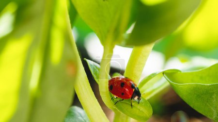Kleiner roter Marienkäfer auf dem Blatt der Wiese