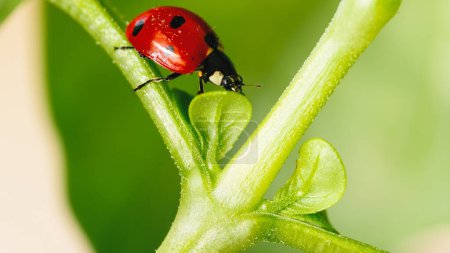 Kleiner roter Marienkäfer auf dem Blatt der Wiese