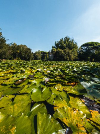 Foto de Lirios acuáticos en los jardines de Caserta. - Imagen libre de derechos