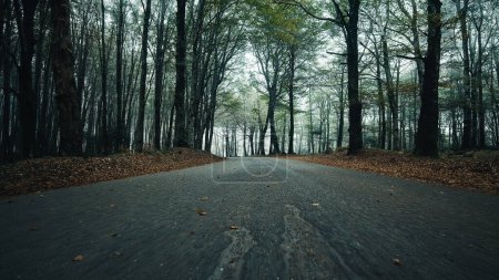 Foto de Carretera de montaña en otoño después de la puesta del sol en la niebla dolly nivel del suelo en. - Imagen libre de derechos