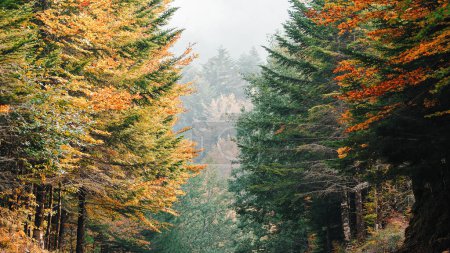 Foto de Árboles altos en hojas caducas amarillas de otoño en el parque nacional de aspromonte. - Imagen libre de derechos