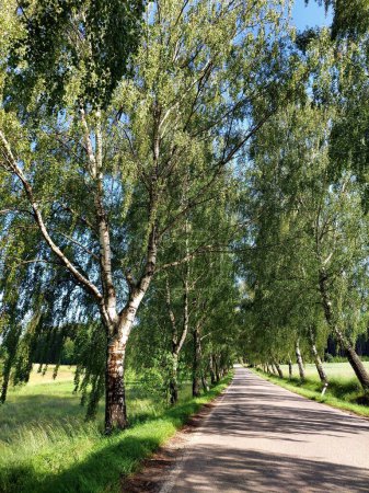 Téléchargez les photos : Route dans une ruelle en bouleau, Région de Bohême centrale, République tchèque, Région de Vysocina. - en image libre de droit