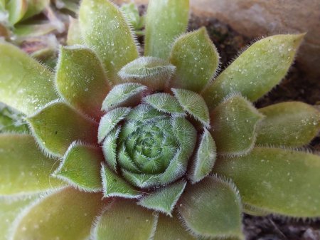 Photo for Sempervivum macro, houseleek with light green and pink colored leaves, gardening, cultivar with fluffy leaves, selective focus - Royalty Free Image