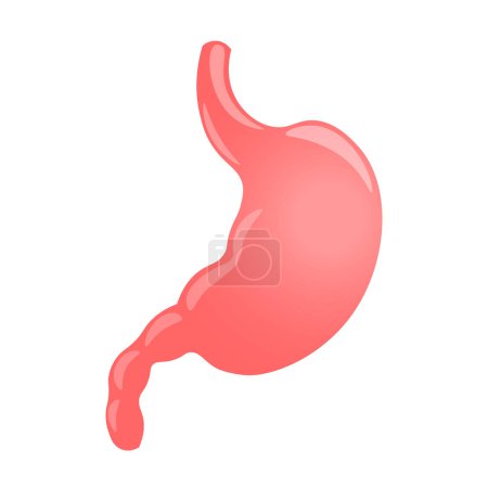Illustration for Human stomach responsible for food intake, body, belly, food, organism, biology, anatomy, isolated, vector, illustration, digestion, metabolism, stomach digestion - Royalty Free Image