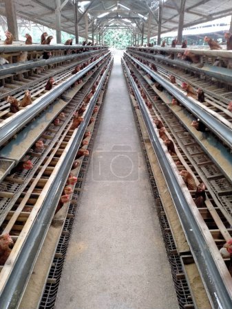 Téléchargez les photos : Les cages des poules pondeuses sont disposées en longues rangées. Les poules pondent tous les matins ou tous les soirs. C'est une bénédiction pour les agriculteurs. - en image libre de droit