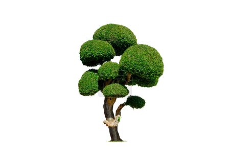 Dekorative grüne Ficus-Strauchpflanze auf isoliertem weißem Hintergrund mit Clipping-Pfad für topische Gartengestaltung