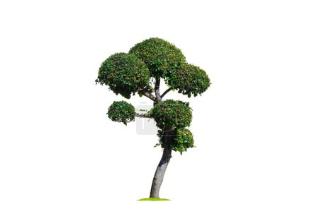 Photo for Decorative dwarf tree on isolated white background with clipping path for topiary garden design - Royalty Free Image