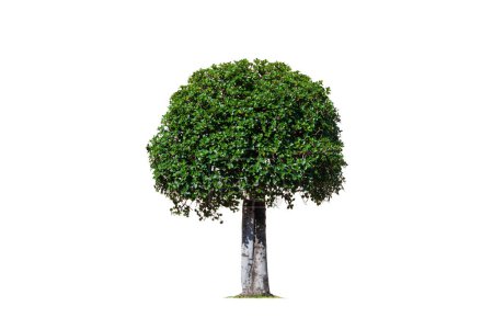 Photo for Decorative dwarf tree on isolated white background with clipping path for topiary garden design - Royalty Free Image