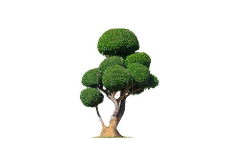 Dekorativer grüner Streblus-Asper-Baum auf isoliertem weißem Hintergrund mit Clipping-Pfad für topische Gartengestaltung