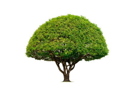 Photo for Decorative Canopy Topiary Tree on isolated white background with Clipping path - Royalty Free Image
