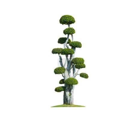 Photo for Beautiful big decorative Streblus Asper Bonsai Tree on isolated white background with Clipping path - Royalty Free Image
