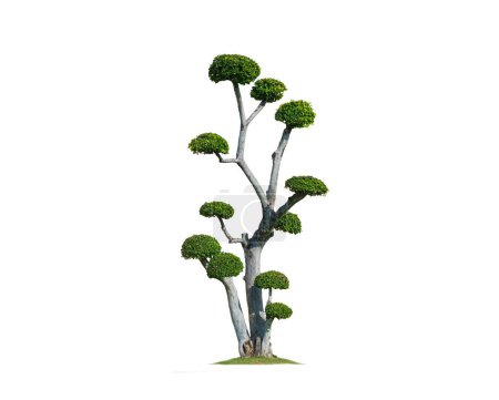 Photo for Beautiful big decorative Streblus Asper Bonsai Tree on isolated white background with Clipping path - Royalty Free Image