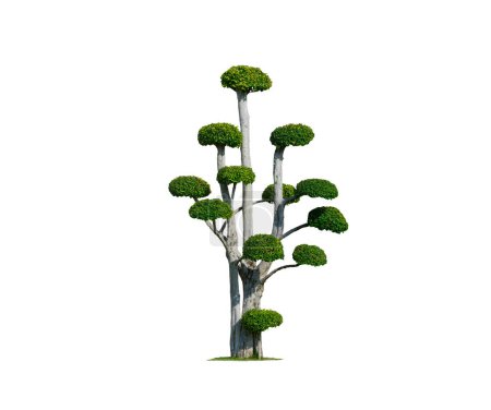 Photo for Beautiful big decorative Streblus Asper Tree on isolated white background with Clipping path - Royalty Free Image