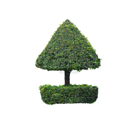 Photo for Double layer clipped topiary tree isolated on white background with clipping path for artistic gardening design - Royalty Free Image